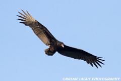 TurkeyVulture-438 6338-150-4