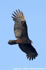 TurkeyVulture-438 6341-150-4