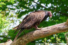 TurkeyVulture-453 9207-150-4