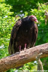 TurkeyVulture-453 9223-150-4