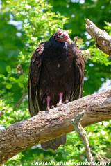 TurkeyVulture-453 9230-crp1-150-4