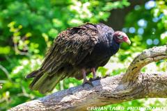 TurkeyVulture-453 9247-150-4