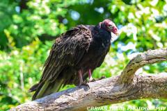 TurkeyVulture-453 9250-150-4