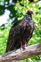 TurkeyVulture-453 9254-crp1-150-4
