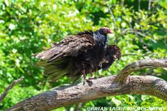 TurkeyVulture-453 9260-150-4