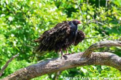 TurkeyVulture-453 9262-150-4