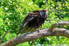 TurkeyVulture-453 9263-150-4