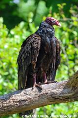 TurkeyVulture-453 9270-150-4