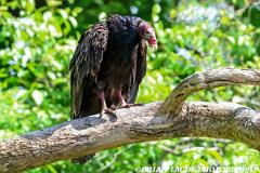 TurkeyVulture-453 9274-150-4