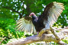TurkeyVulture-453 9291-150-4