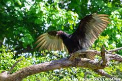 TurkeyVulture-453 9324-150-4