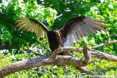 TurkeyVulture-453 9327-150-4