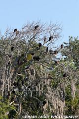 TurkeyVultures-425 6728-150-4