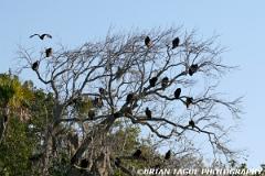 TurkeyVultures-425 6731-150-4